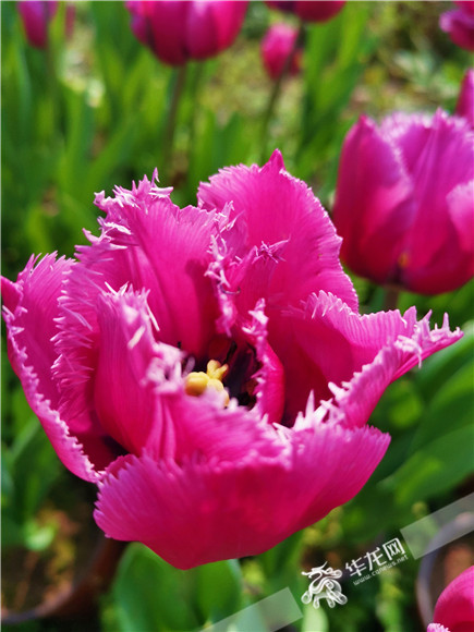 特色郁金香品種，花邊呈鋸齒狀。華龍網(wǎng)—新重慶客戶端記者 舒婷 攝