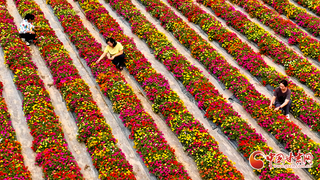 美麗產業助力鄉村振興