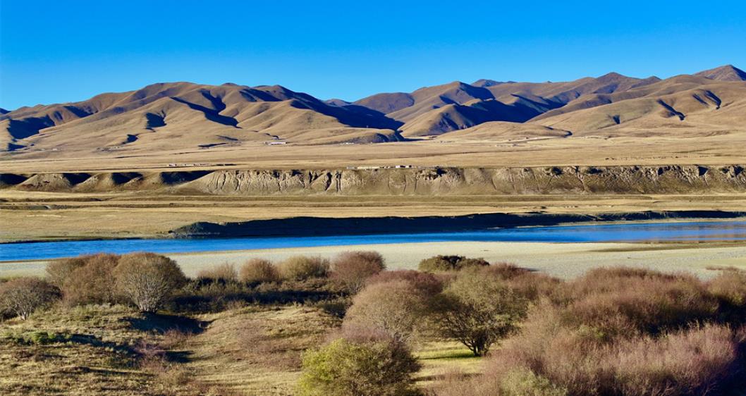 黃河兩岸染金色 瑪曲草原秋韻濃